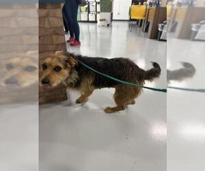Border Terrier-Unknown Mix Dogs for adoption in Temple, TX, USA