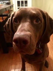 Vizsla Dogs for adoption in Wheaton, IL, USA