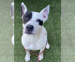 American Pit Bull Terrier Dogs for adoption in Fayetteville, NC, USA