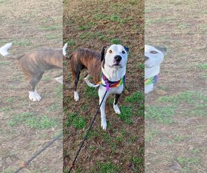 American Staffordshire Terrier-Unknown Mix Dogs for adoption in Bardstown, KY, USA