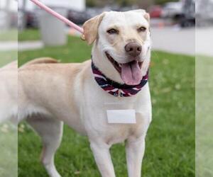 Labrador Retriever-Unknown Mix Dogs for adoption in San Diego, CA, USA