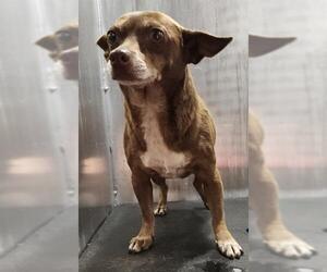 Chihuahua-Unknown Mix Dogs for adoption in San Antonio, TX, USA