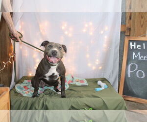 American Pit Bull Terrier-Unknown Mix Dogs for adoption in Crandall, GA, USA