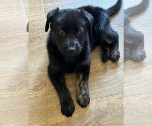 Mutt Dogs for adoption in Germantown, OH, USA