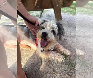 Lhasa Apso-Unknown Mix Dogs for adoption in Holly Springs, NC, USA