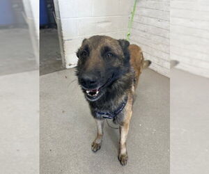 German Shepherd Dog Dogs for adoption in San Bernardino, CA, USA