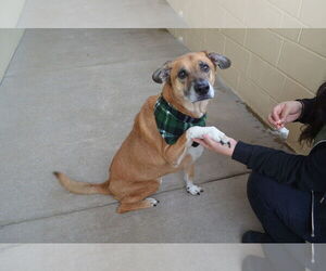 Mutt Dogs for adoption in McKinney, TX, USA