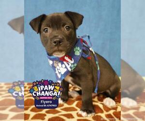 American Staffordshire Terrier-Unknown Mix Dogs for adoption in San Antonio, TX, USA