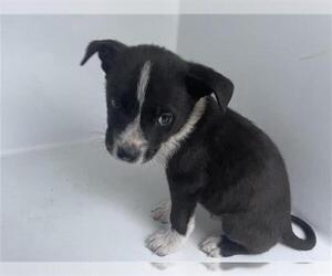 Labrador Retriever-Unknown Mix Dogs for adoption in Houston, TX, USA