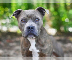 American Staffordshire Terrier-Unknown Mix Dogs for adoption in Tavares, FL, USA