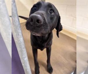 Labrador Retriever-Unknown Mix Dogs for adoption in Anchorage, AK, USA