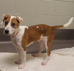 Mutt Dogs for adoption in Green Bay, WI, USA