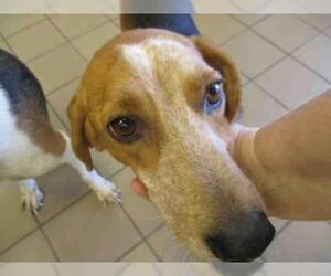 Beagle Dogs for adoption in Ocala, FL, USA