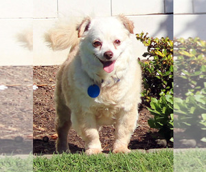 English Toy Spaniel-Poodle (Toy) Mix Dogs for adoption in Antioch, CA, USA