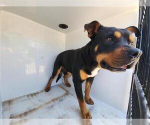 Rottweiler-American Pit Bull Terrier Dogs for adoption in Houston, TX, USA