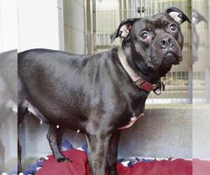 Bulldog-Unknown Mix Dogs for adoption in San Antonio, TX, USA