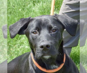 Boxer-Unknown Mix Dogs for adoption in Huntley, IL, USA