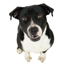 Medium Photo #1 American Pit Bull Terrier-Labrador Retriever Mix Puppy For Sale in Dallas, TX, USA