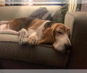 Basset Hound Dogs for adoption in Sanderson, FL, USA