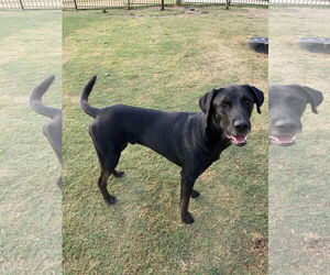 Labrador Retriever Dogs for adoption in Royse City , TX, USA
