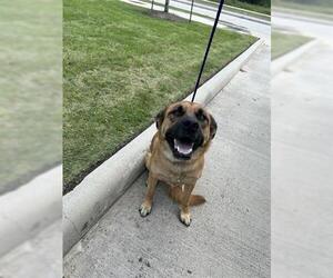 Gerberian Shepsky Dogs for adoption in Houston, TX, USA