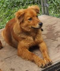 Golden Irish Dogs for adoption in SHERBURNE, NY, USA