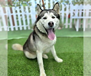 Siberian Husky Dogs for adoption in Long Beach, CA, USA