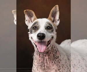 Great Pyrenees-Unknown Mix Dogs for adoption in Flower Mound, TX, USA