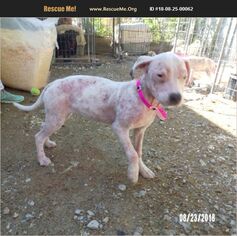 American Pit Bull Terrier-Unknown Mix Dogs for adoption in JAMESTOWN, TN, USA