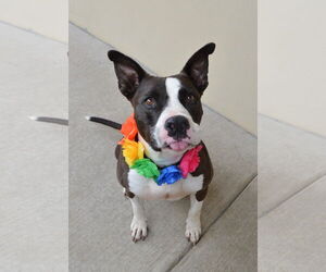 American Pit Bull Terrier-Unknown Mix Dogs for adoption in McKinney, TX, USA