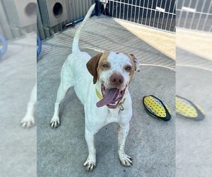 Pointer Dogs for adoption in Sacramento, CA, USA