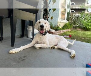 Labradoodle Dogs for adoption in San Diego, CA, USA