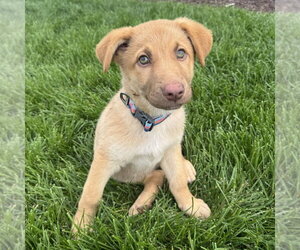 Shepradors Dogs for adoption in Minneapolis, MN, USA