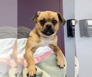 Pug-Unknown Mix Dogs for adoption in Santa Cruz, CA, USA