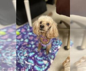 Poodle (Miniature) Dogs for adoption in Mundelein, IL, USA