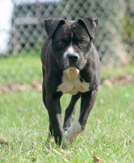 Bullboxer Pit Dogs for adoption in Oxford, NC, USA