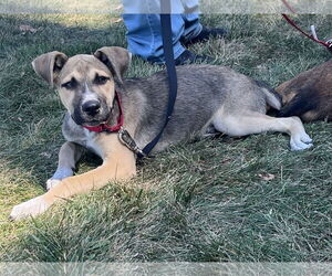 Medium Photo #8 Boxer-Unknown Mix Puppy For Sale in Clinton , MI, USA