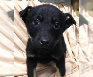 Mutt Dogs for adoption in Thief River Falls, MN, USA