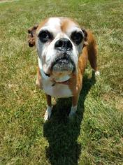 Medium Photo #1 Boxer Puppy For Sale in Bardstown, KY, USA