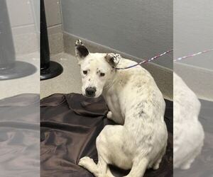 Labrador Retriever-Unknown Mix Dogs for adoption in Las Vegas, NV, USA