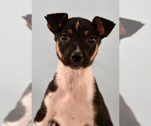 Jack-Rat Terrier Dogs for adoption in Sheridan, CO, USA
