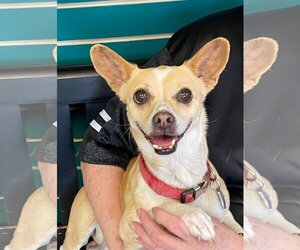 Chihuahua-Unknown Mix Dogs for adoption in Amarillo, TX, USA