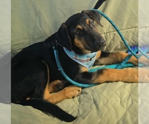 German Shepherd Dog-Weimaraner Mix Dogs for adoption in Des Moines, IA, USA