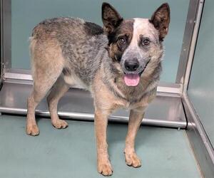 Mutt Dogs for adoption in Moreno Valley, CA, USA