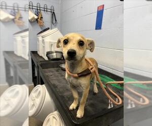 Mutt Dogs for adoption in Woodland, CA, USA