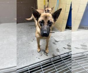 Medium Photo #1 German Shepherd Dog-Unknown Mix Puppy For Sale in Stockton, CA, USA