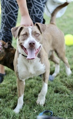 American Pit Bull Terrier Dogs for adoption in Fresno, CA, USA