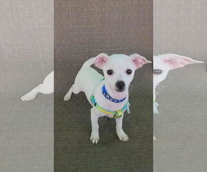 Chihuahua Dogs for adoption in Yuba City, CA, USA