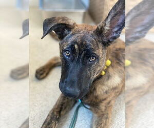 American Pit Bull Terrier-German Shepherd Dog Mix Dogs for adoption in Imlay City, MI, USA