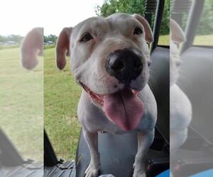 American Bulldog Dogs for adoption in Glenwood, GA, USA